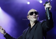 Pitbull